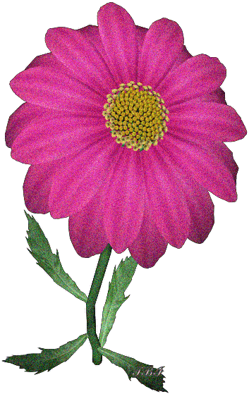 Brokatowy fioletowy gerber